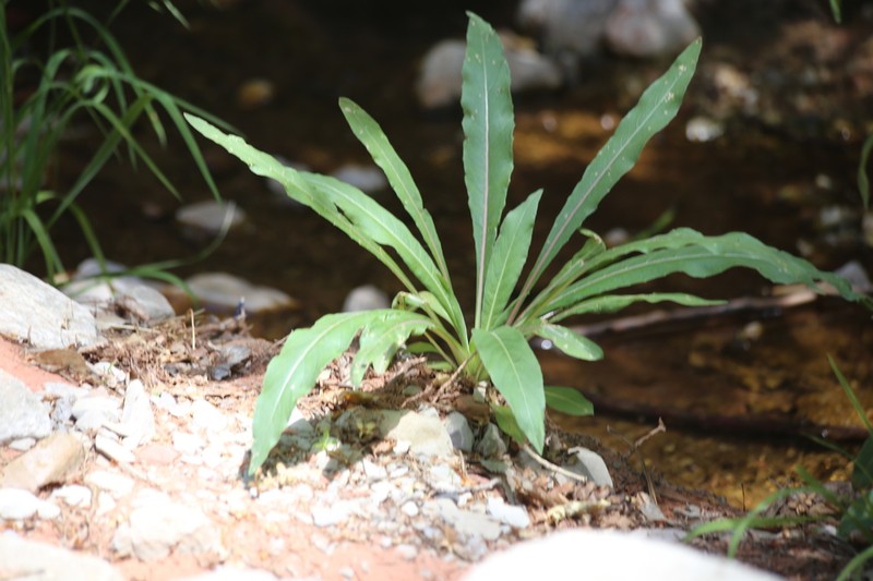 Longstem Evening Primrose photo 5