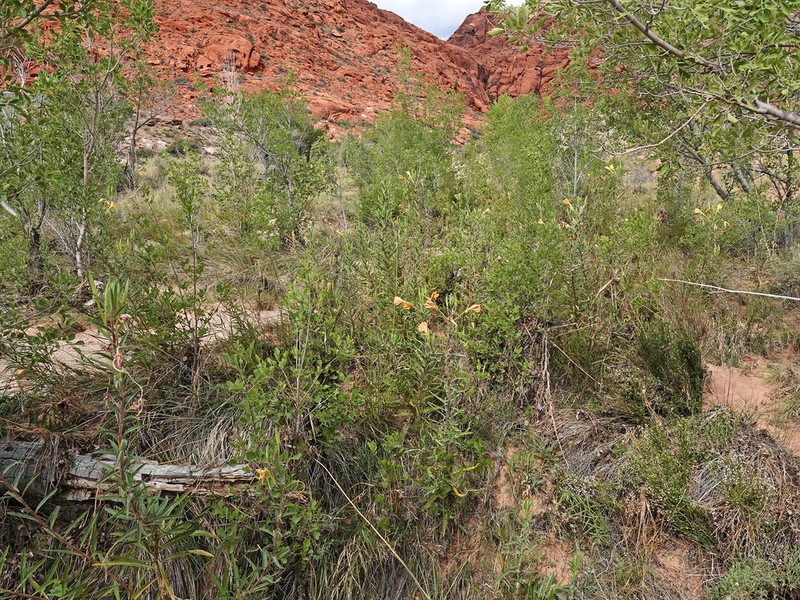 Longstem Evening Primrose photo 6