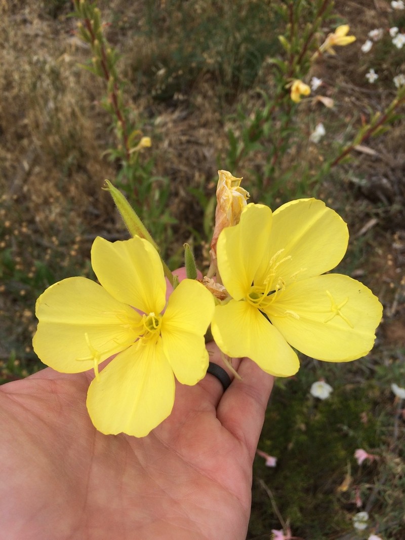 Longstem Evening Primrose photo 7