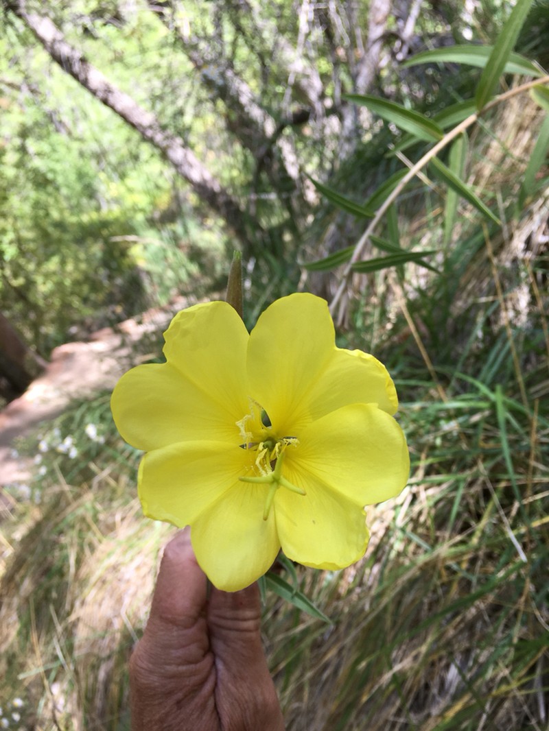 Longstem Evening Primrose photo 8