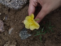 Oenothera longituba