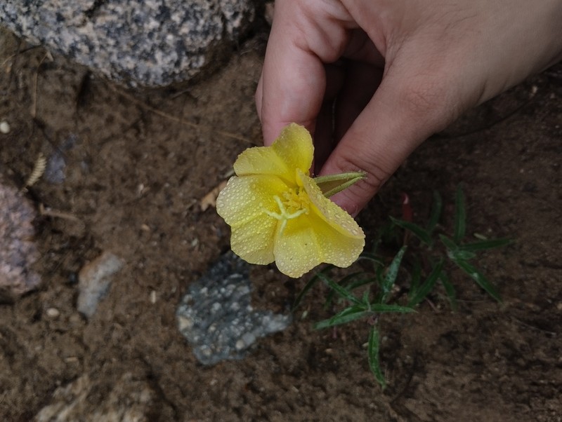 Oenothera longituba
