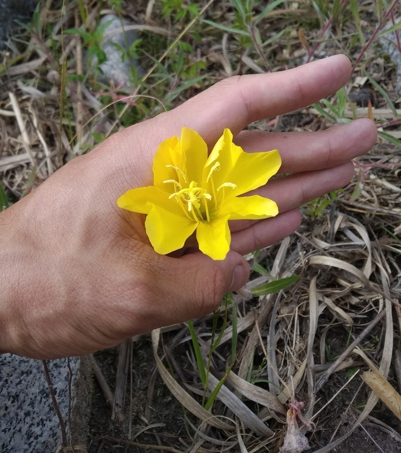 Oenothera longituba photo 2