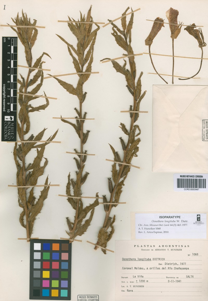 Oenothera longituba photo 4