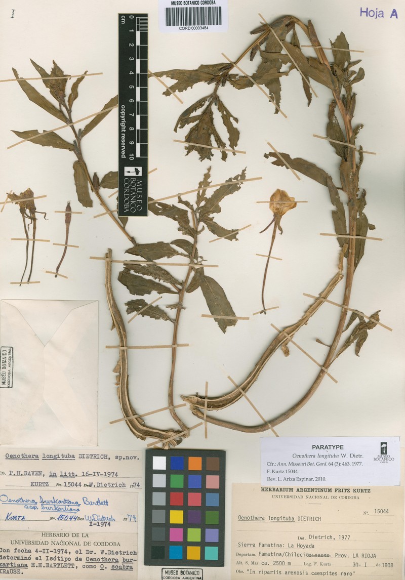 Oenothera longituba photo 5