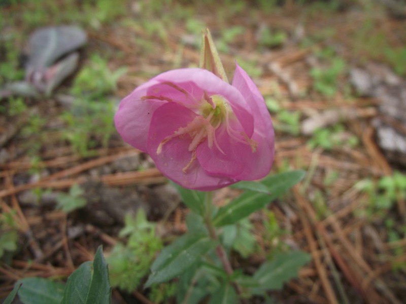 Oenothera luciae-julianiae