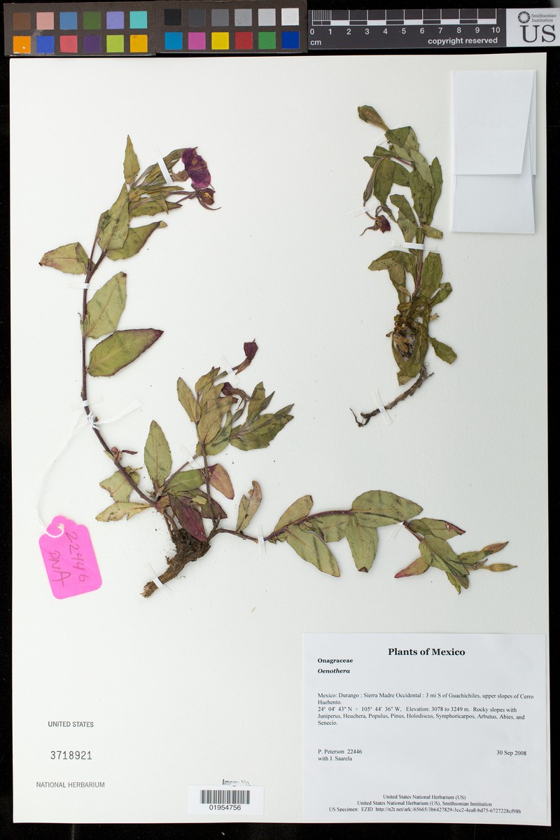 Oenothera luciae-julianiae photo 2