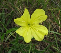 Bigfruit Evening Primrose