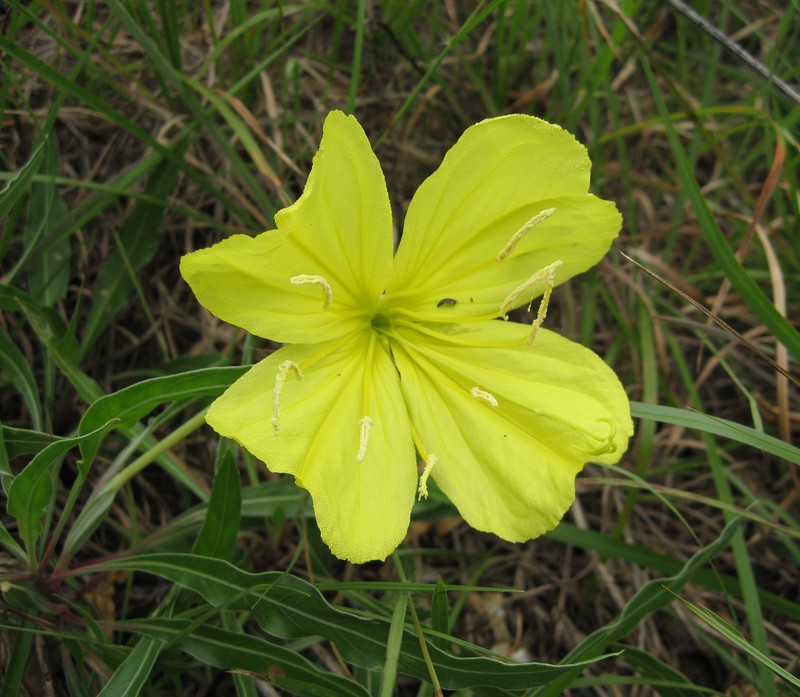 Bigfruit Evening Primrose