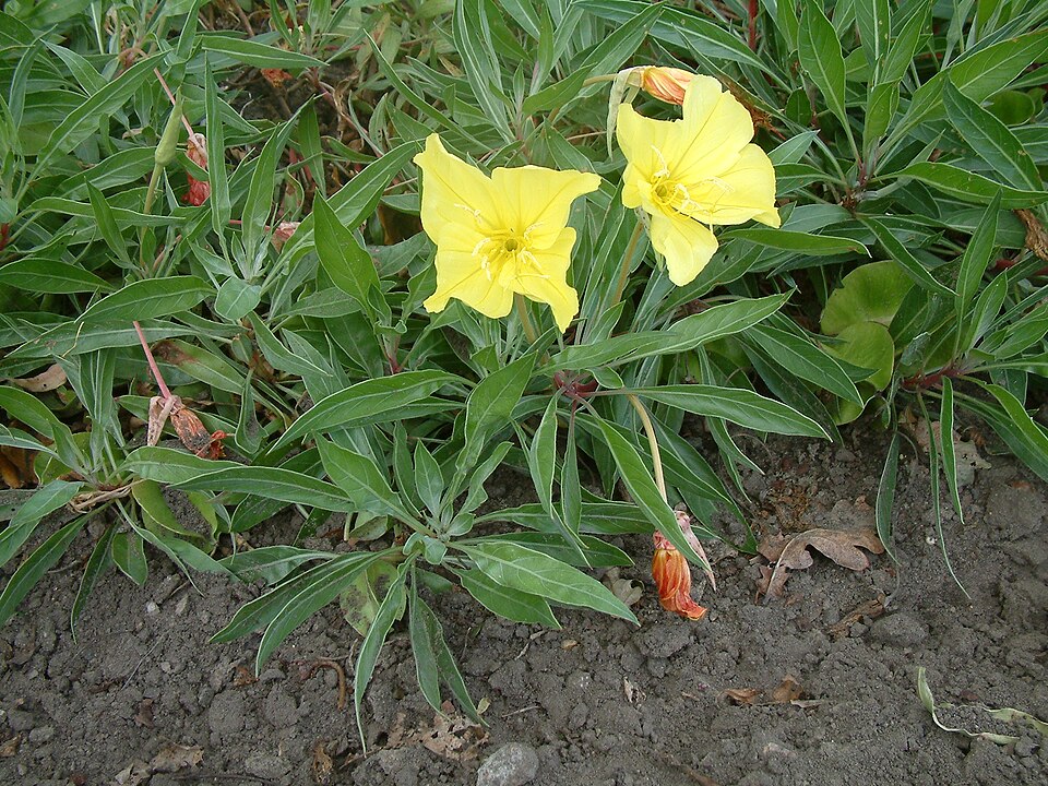 Bigfruit Evening Primrose photo 5