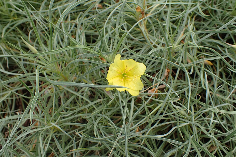 Bigfruit Evening Primrose photo 6