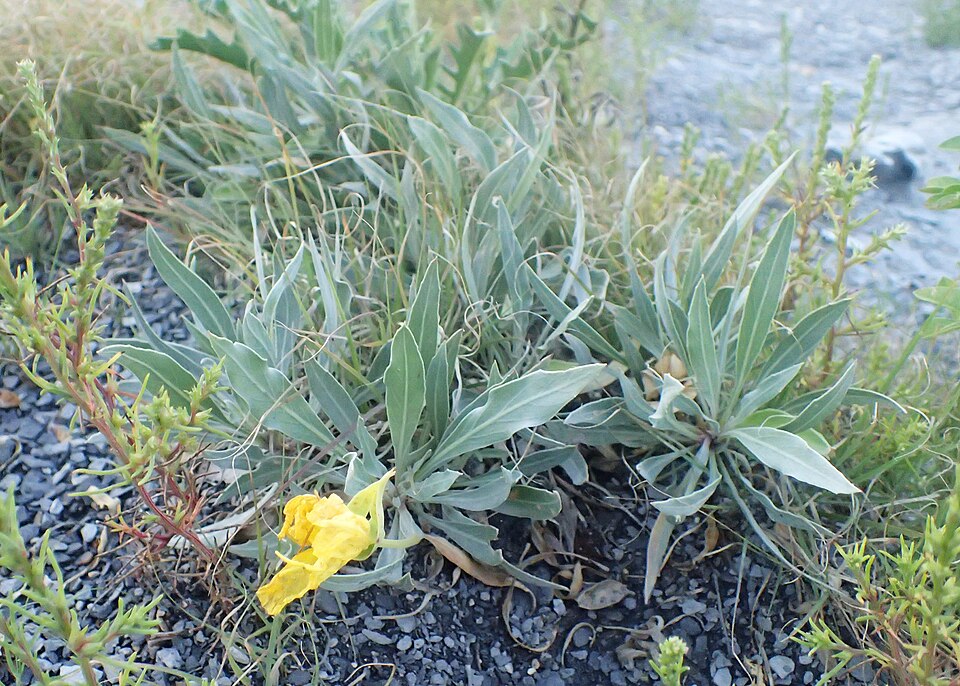 Bigfruit Evening Primrose photo 7