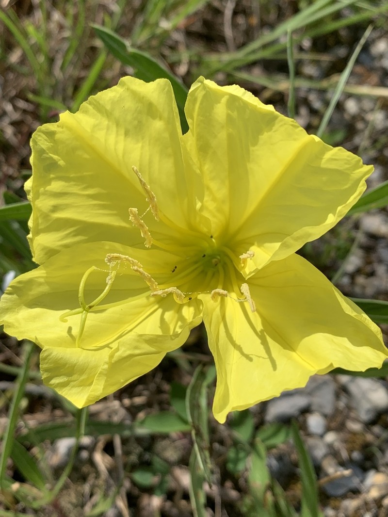 Bigfruit Evening Primrose photo 5