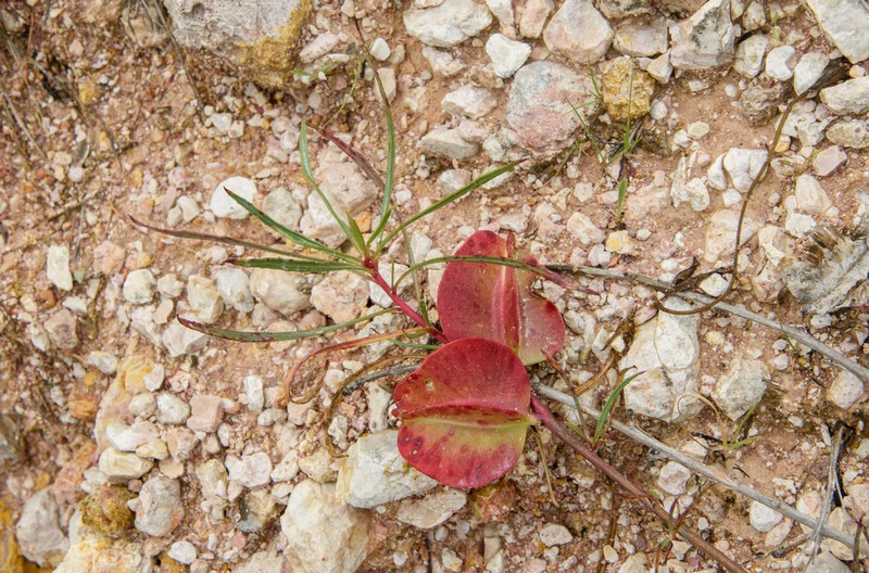 Bigfruit Evening Primrose photo 6