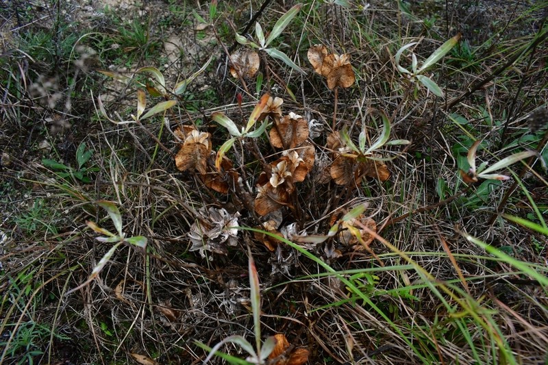 Bigfruit Evening Primrose photo 7