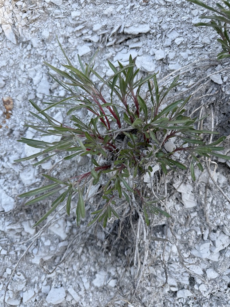 Oenothera macrocarpa subsp. fremontii