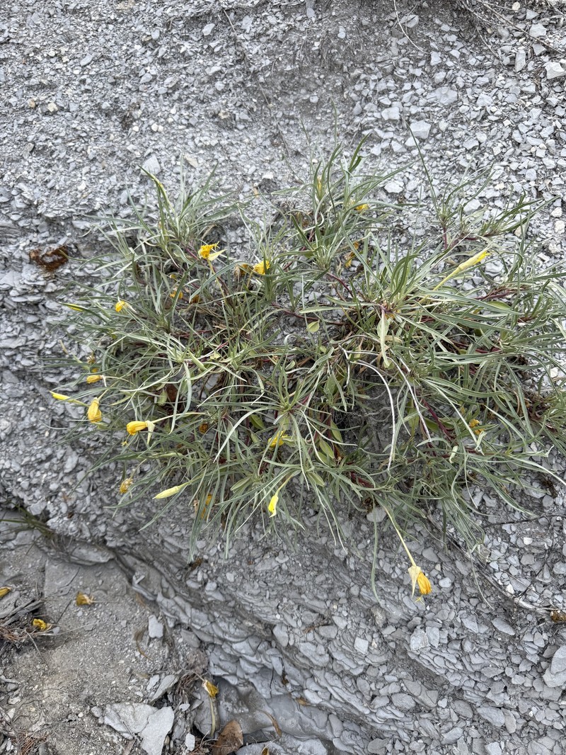 Oenothera macrocarpa subsp. fremontii photo 2
