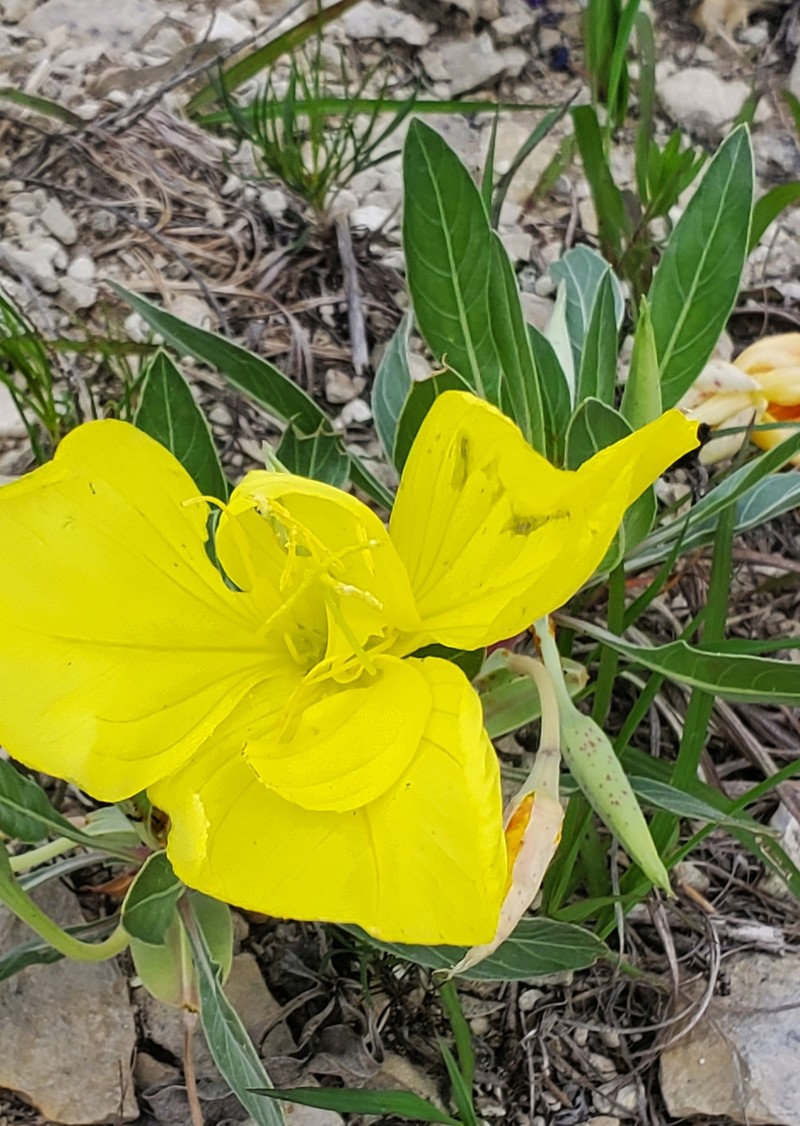 Oenothera macrocarpa subsp. fremontii photo 3