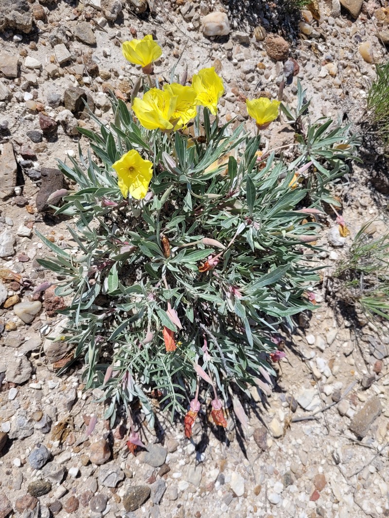 Oenothera macrocarpa subsp. fremontii photo 4