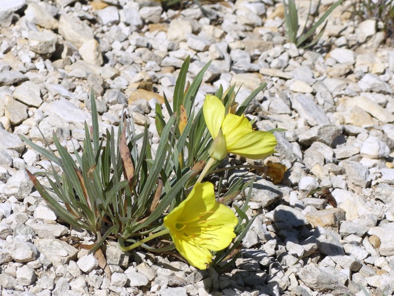 Oenothera macrocarpa subsp. fremontii photo 5
