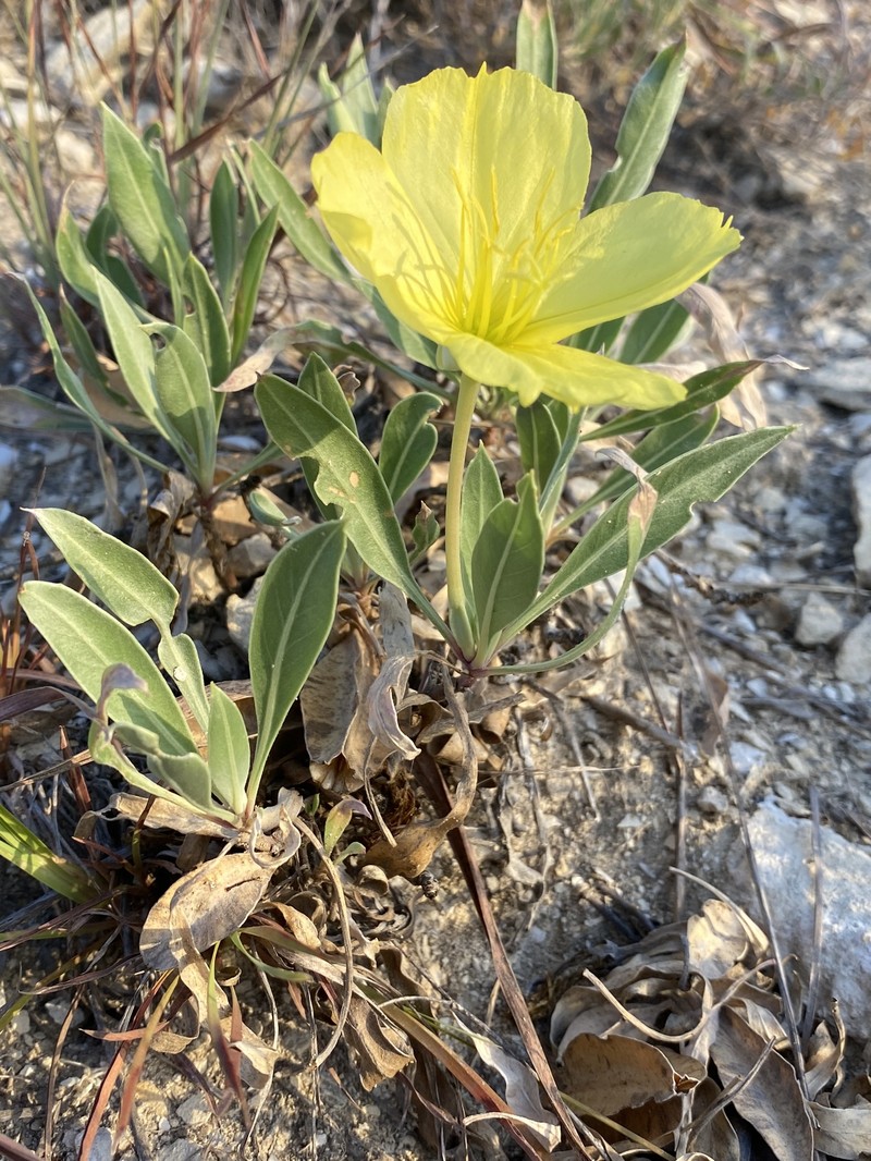 Oenothera macrocarpa subsp. fremontii photo 6