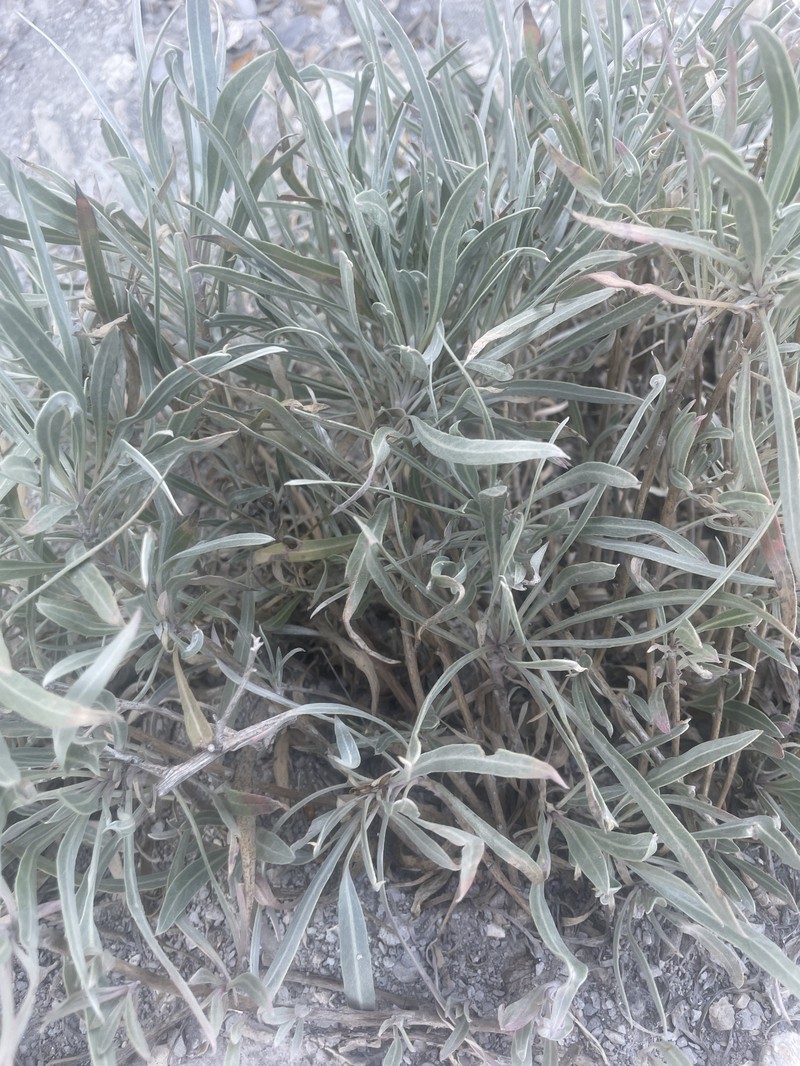 Oenothera macrocarpa subsp. fremontii photo 7