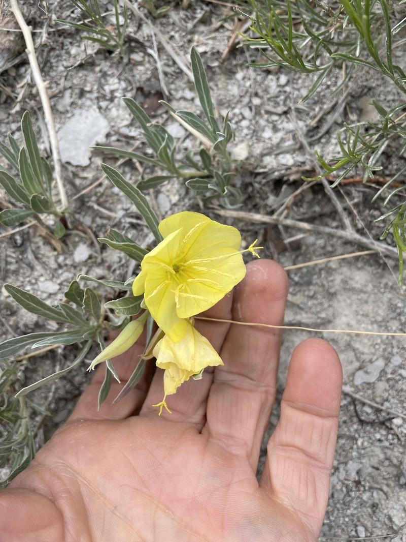Oenothera macrocarpa subsp. fremontii photo 8