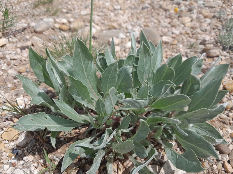 Oenothera macrocarpa subsp. incana