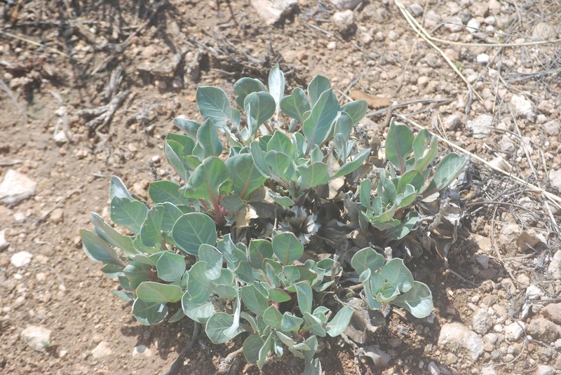 Oenothera macrocarpa subsp. incana photo 2