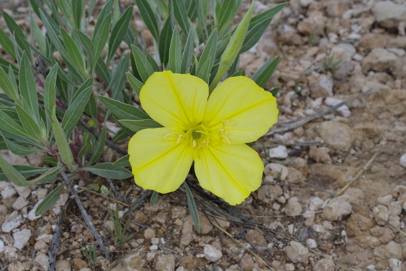 Oenothera macrocarpa subsp. incana photo 3