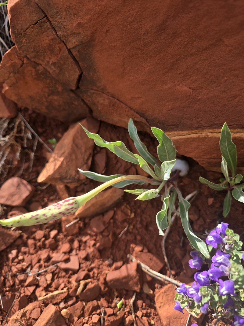 Oenothera macrocarpa subsp. incana photo 4