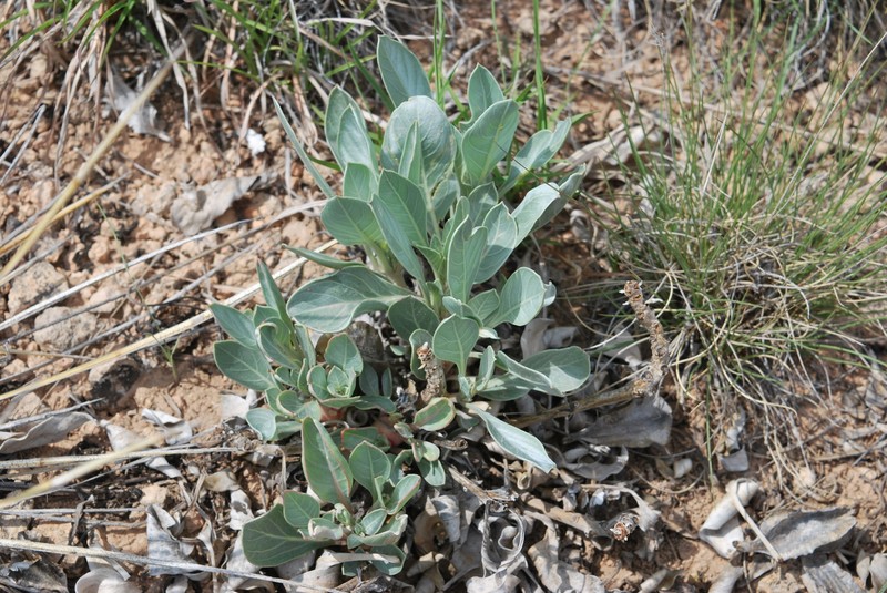 Oenothera macrocarpa subsp. incana photo 5