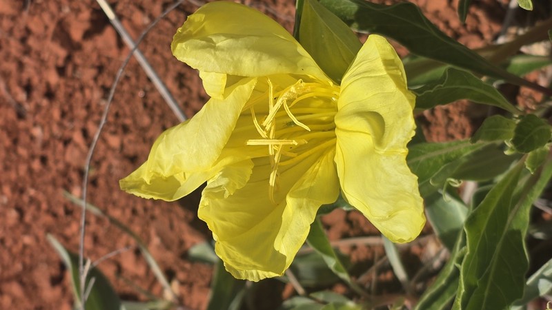 Oenothera macrocarpa subsp. incana photo 6