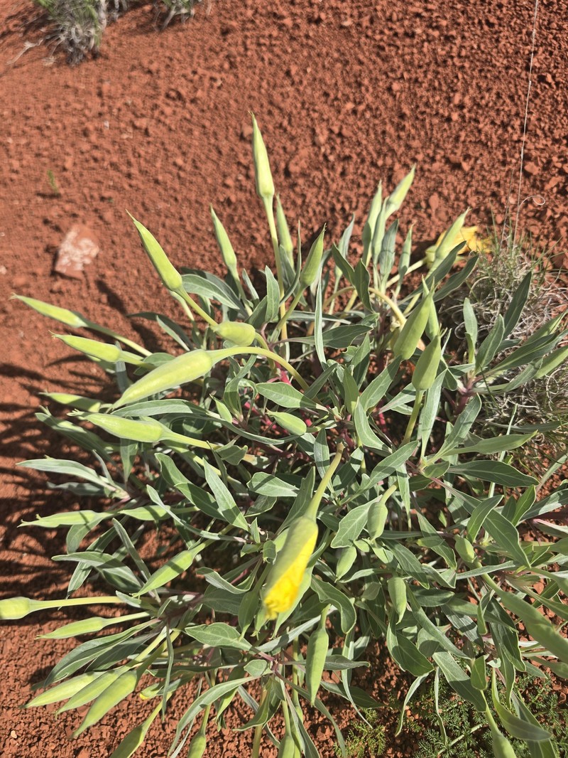 Oenothera macrocarpa subsp. incana photo 7