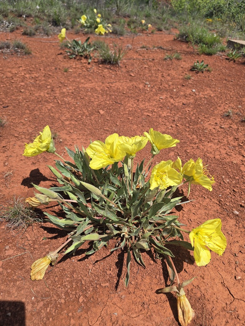 Oenothera macrocarpa subsp. incana photo 8