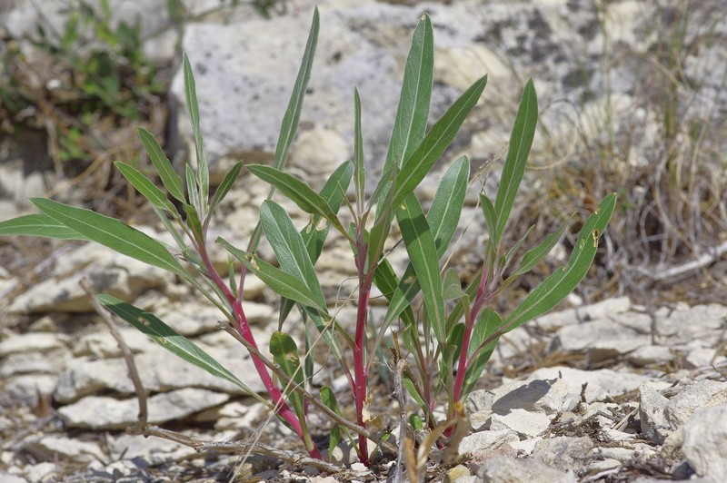 Oenothera macrocarpa subsp. macrocarpa