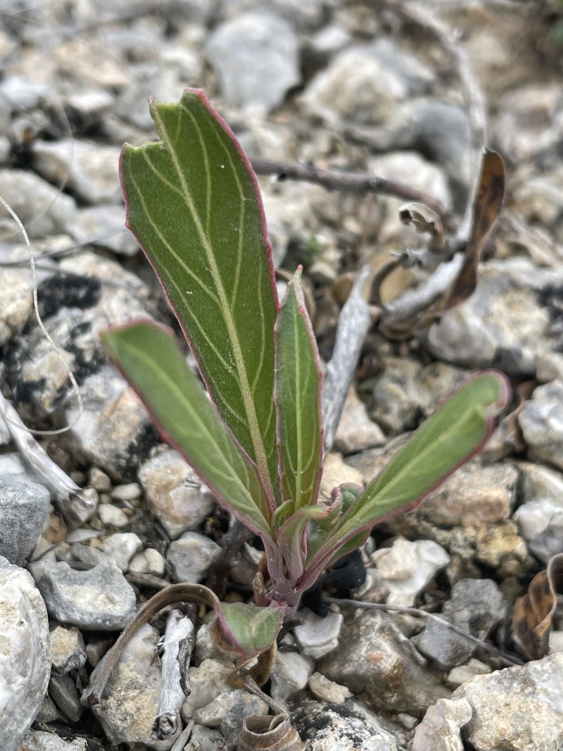 Oenothera macrocarpa subsp. macrocarpa photo 2