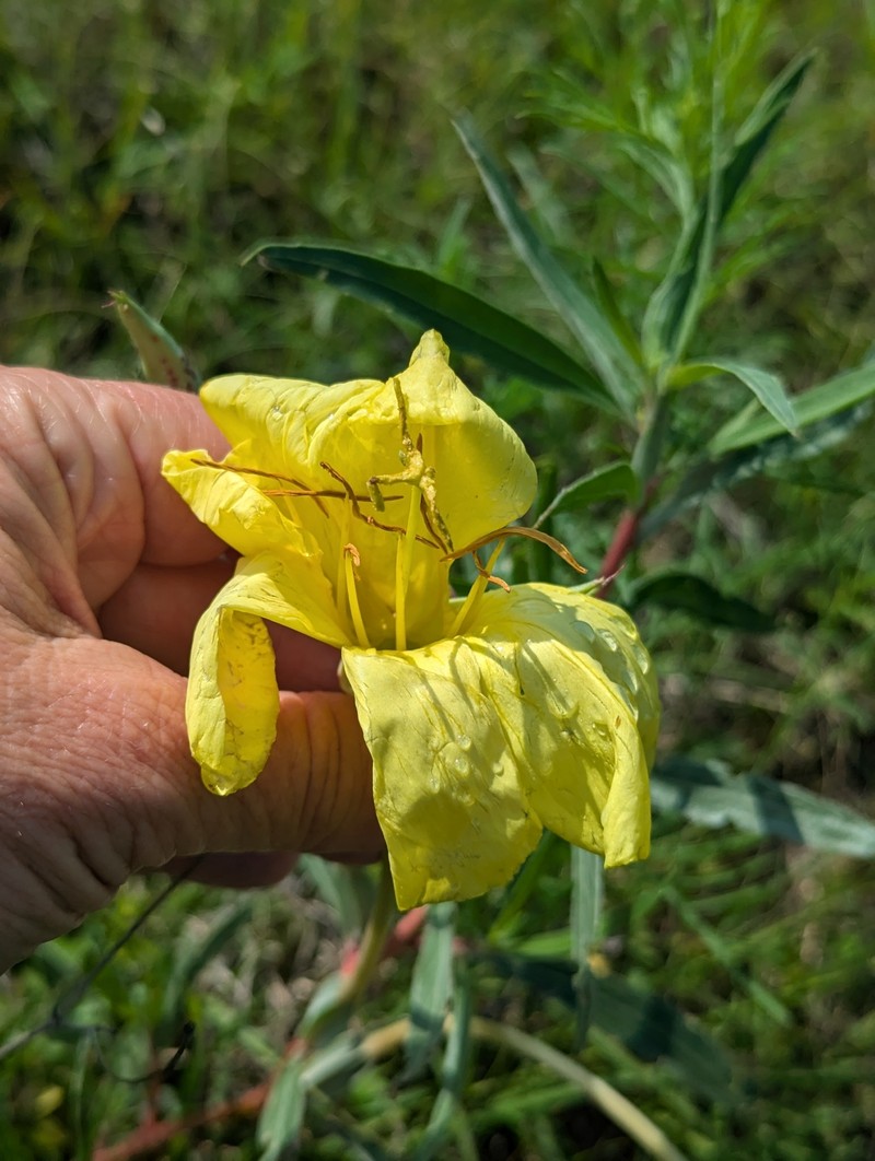 Oenothera macrocarpa subsp. macrocarpa photo 3
