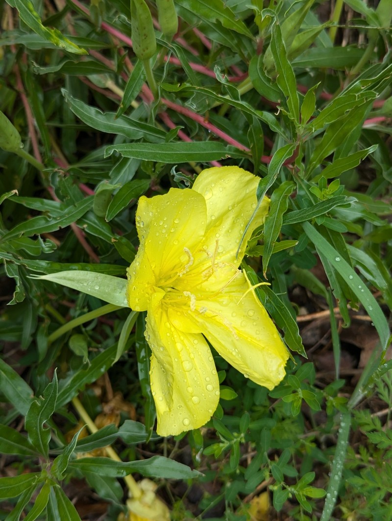 Oenothera macrocarpa subsp. macrocarpa photo 4