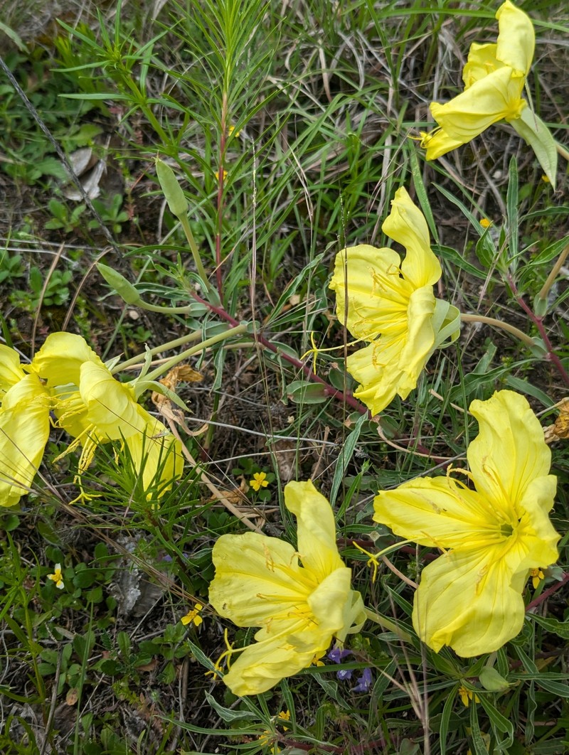 Oenothera macrocarpa subsp. macrocarpa photo 5