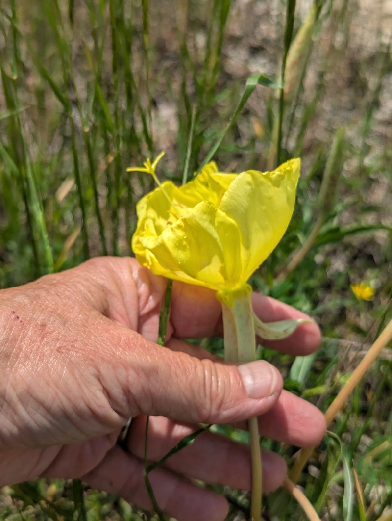 Oenothera macrocarpa subsp. macrocarpa photo 6