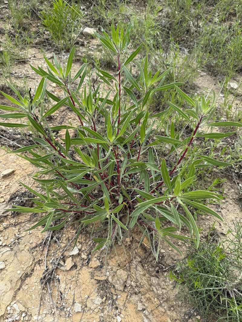 Oenothera macrocarpa subsp. macrocarpa photo 7