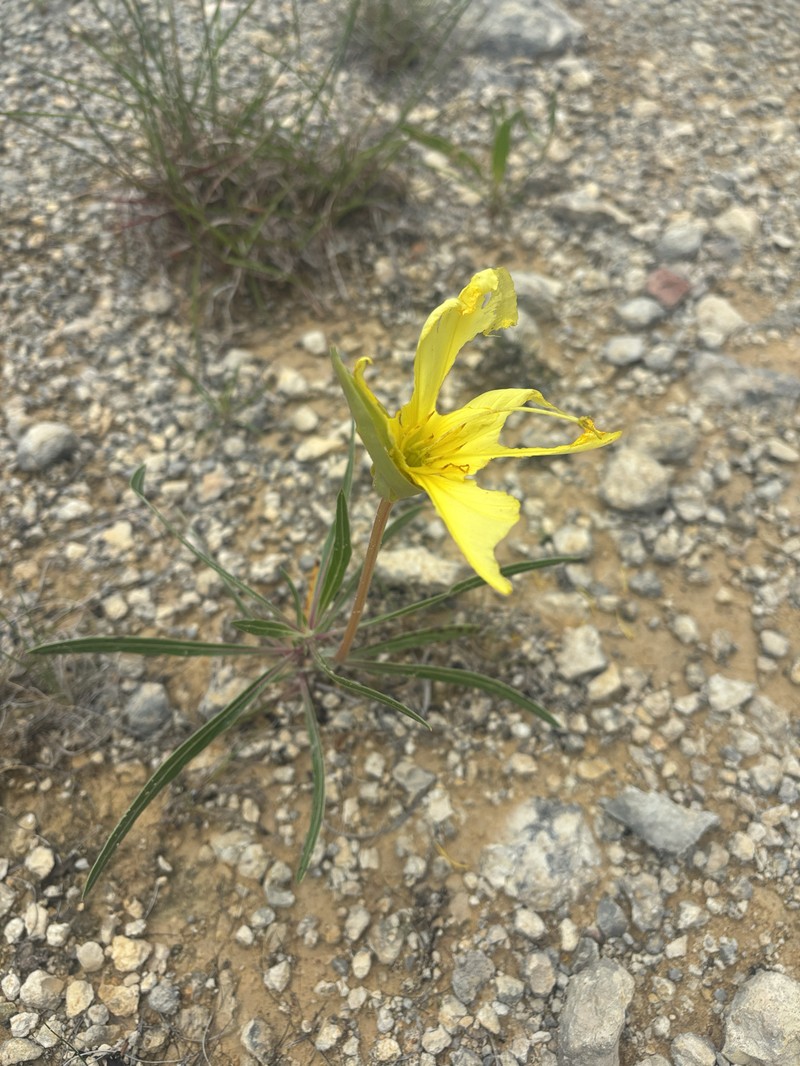 Oenothera macrocarpa subsp. macrocarpa photo 8