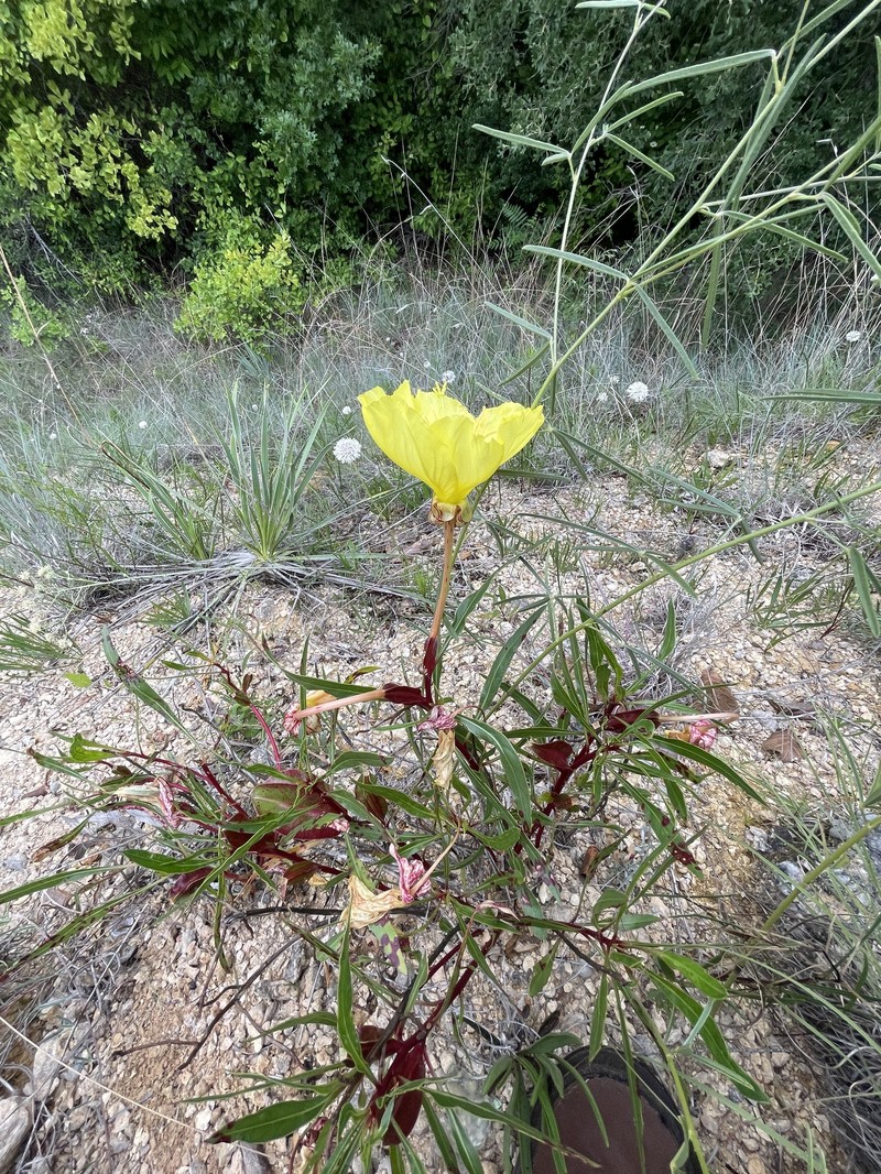 Oenothera macrocarpa subsp. oklahomensis