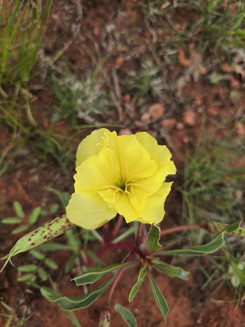 Oenothera macrocarpa subsp. oklahomensis photo 2