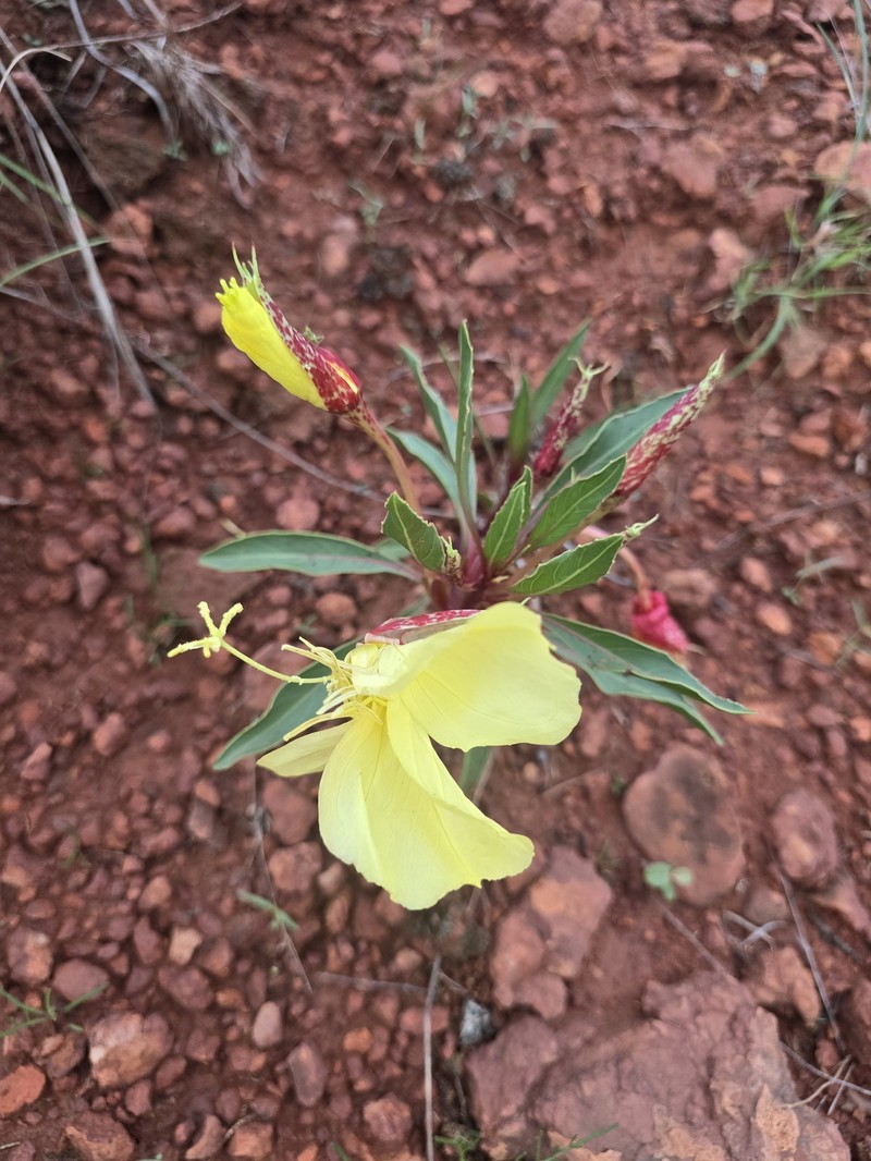 Oenothera macrocarpa subsp. oklahomensis photo 3