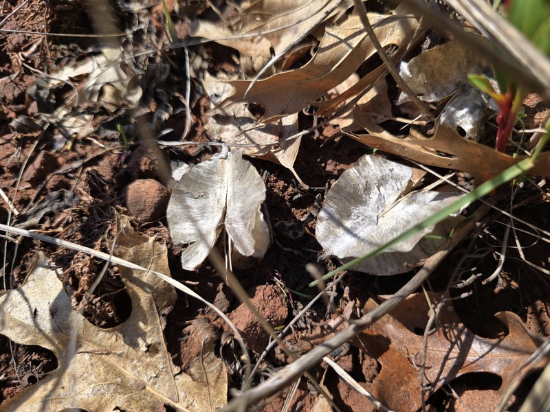 Oenothera macrocarpa subsp. oklahomensis photo 4