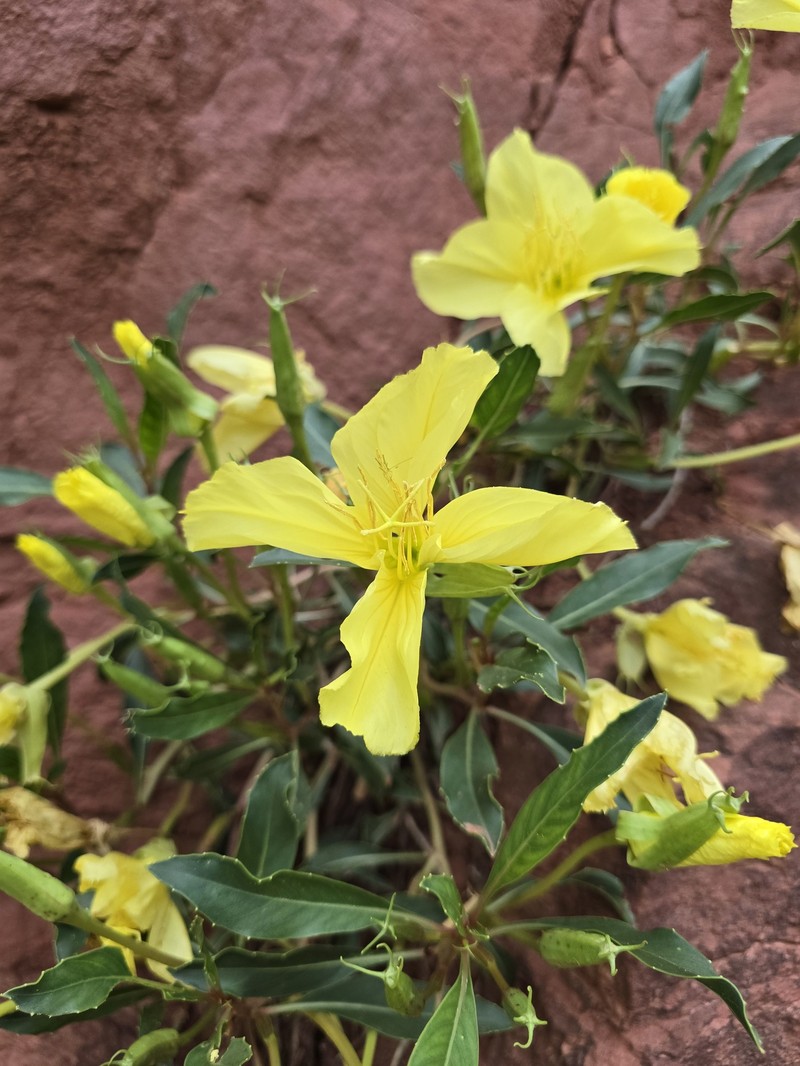 Oenothera macrocarpa subsp. oklahomensis photo 5