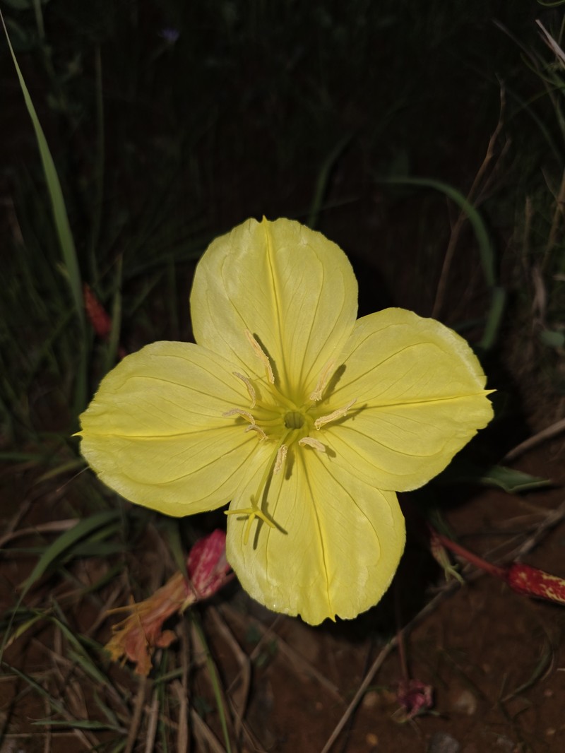 Oenothera macrocarpa subsp. oklahomensis photo 6