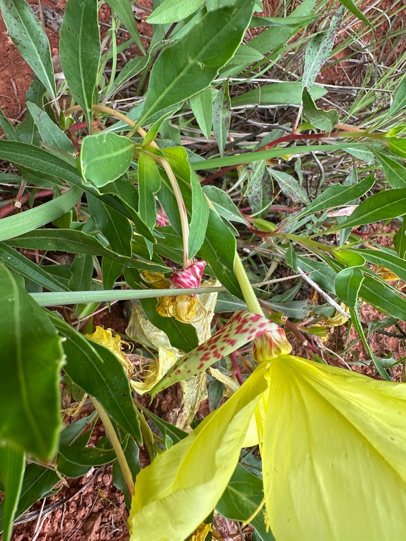 Oenothera macrocarpa subsp. oklahomensis photo 7